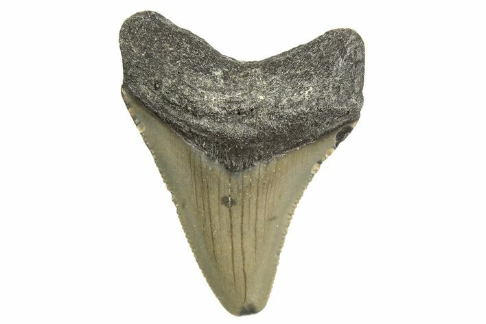 Serrated, Juvenile Megalodon Tooth - North Carolina #340966